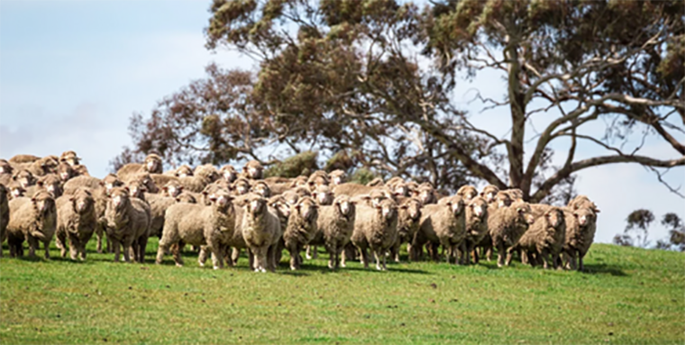 Coerco Livestock Troughs - Sheep Australia