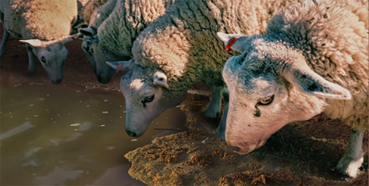livestock sheep drinking dirty water - Coerco Livestock Troughs