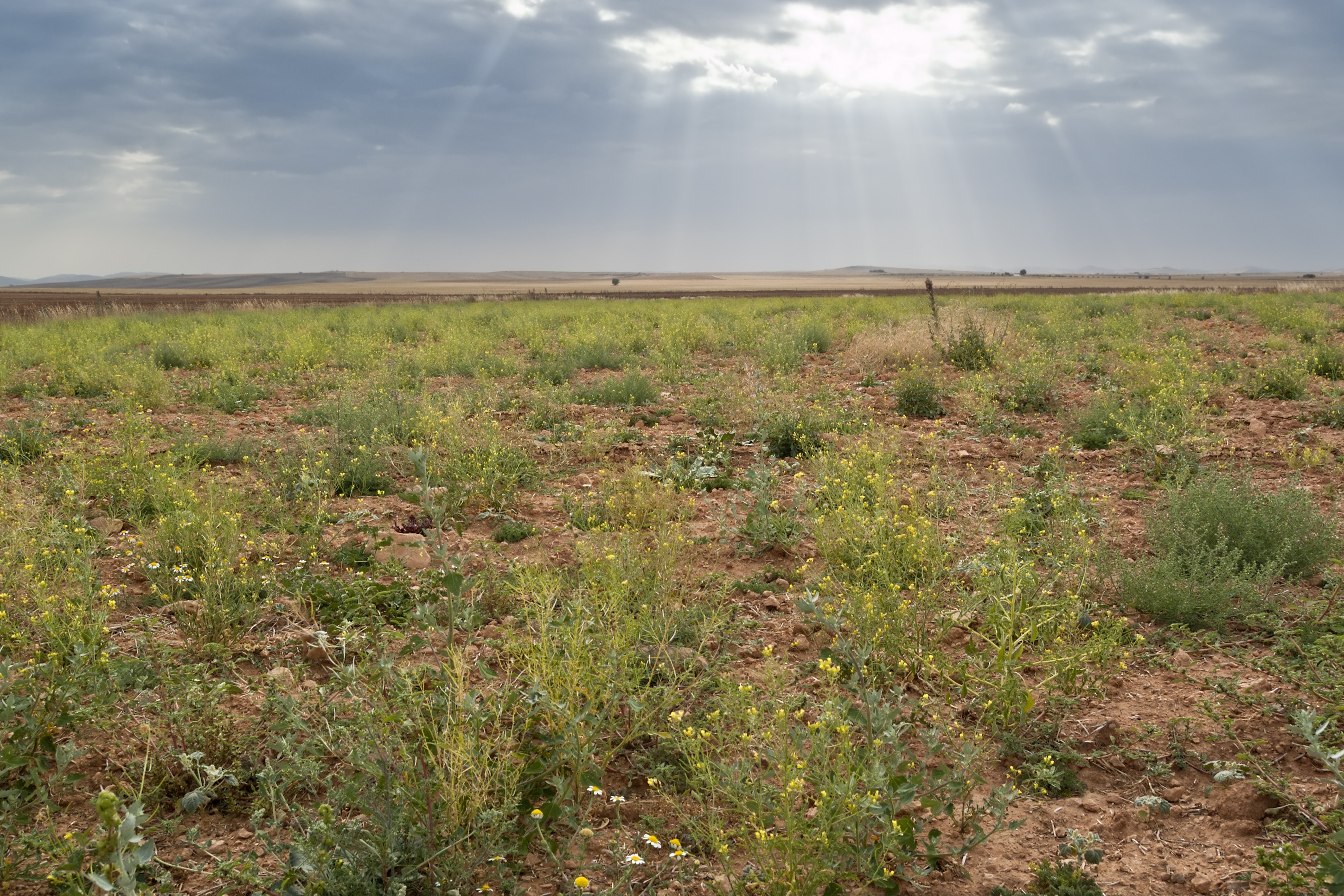 Coerco-Summer-Weeds.jpg